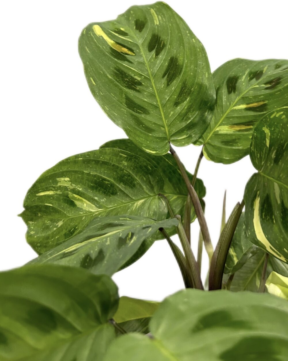 Maranta leuconeura ‘Kerchoveana’ (M)