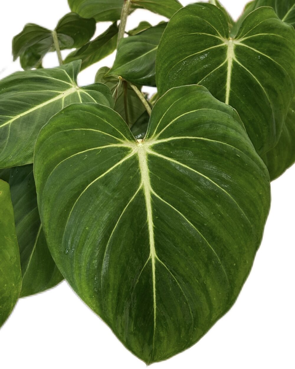 Philodendron gloriosum (M)