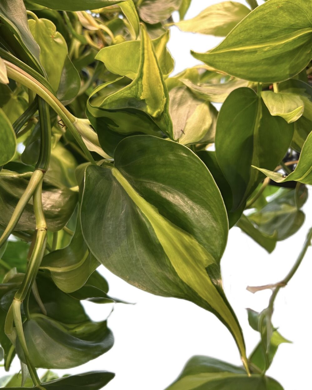 Philodendron scandens ‘Brasil’ (L)
