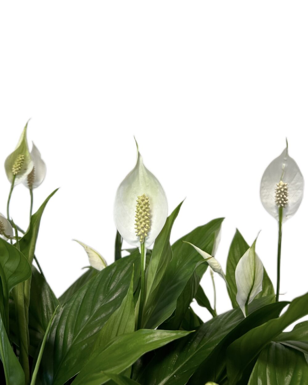 Spathiphyllum ‘Alana’ (M)