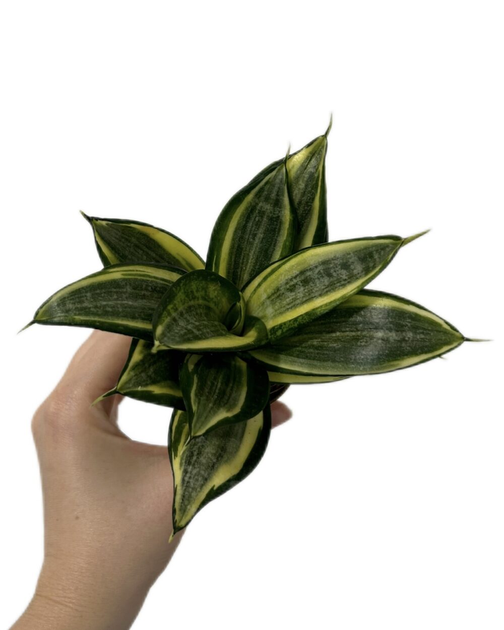 Sansevieria trifasciata ‘Golden Hahnii’ (XS)