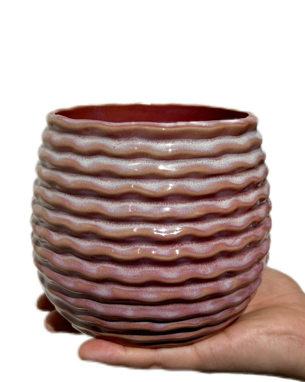 Roza okrasni lonec Rise (12 cm)