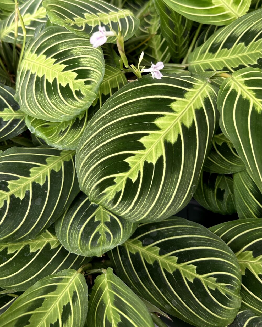 Maranta leuconeura ‘Lemon Lime’ (M)
