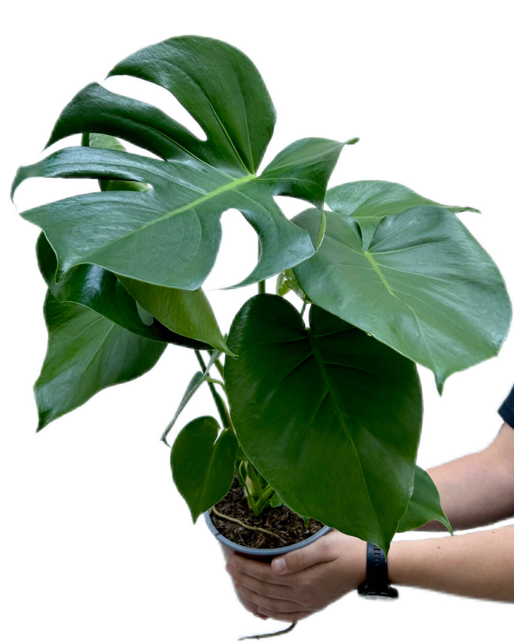 Monstera deliciosa (L)