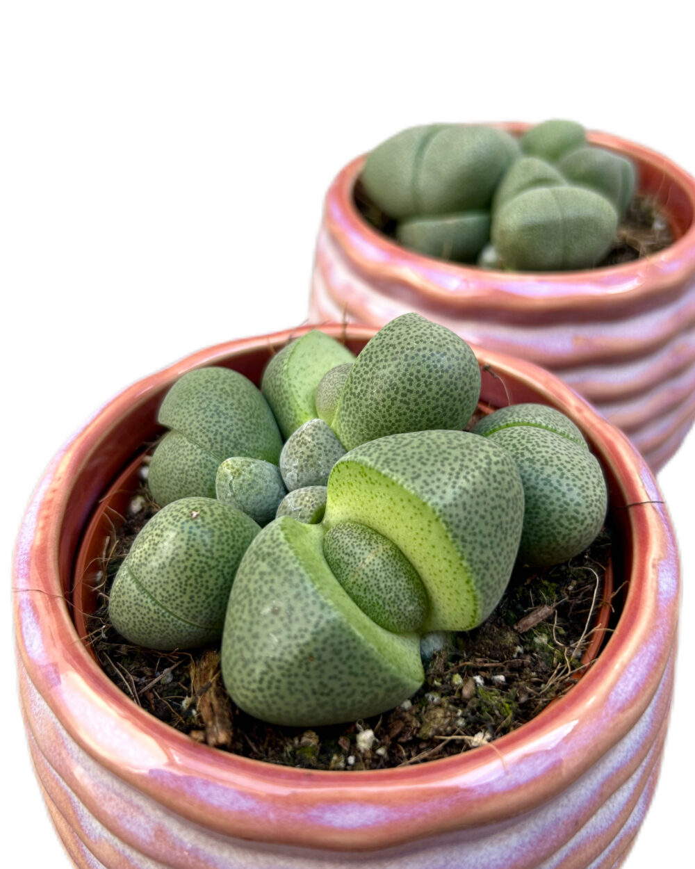 Lithops sp. (S)