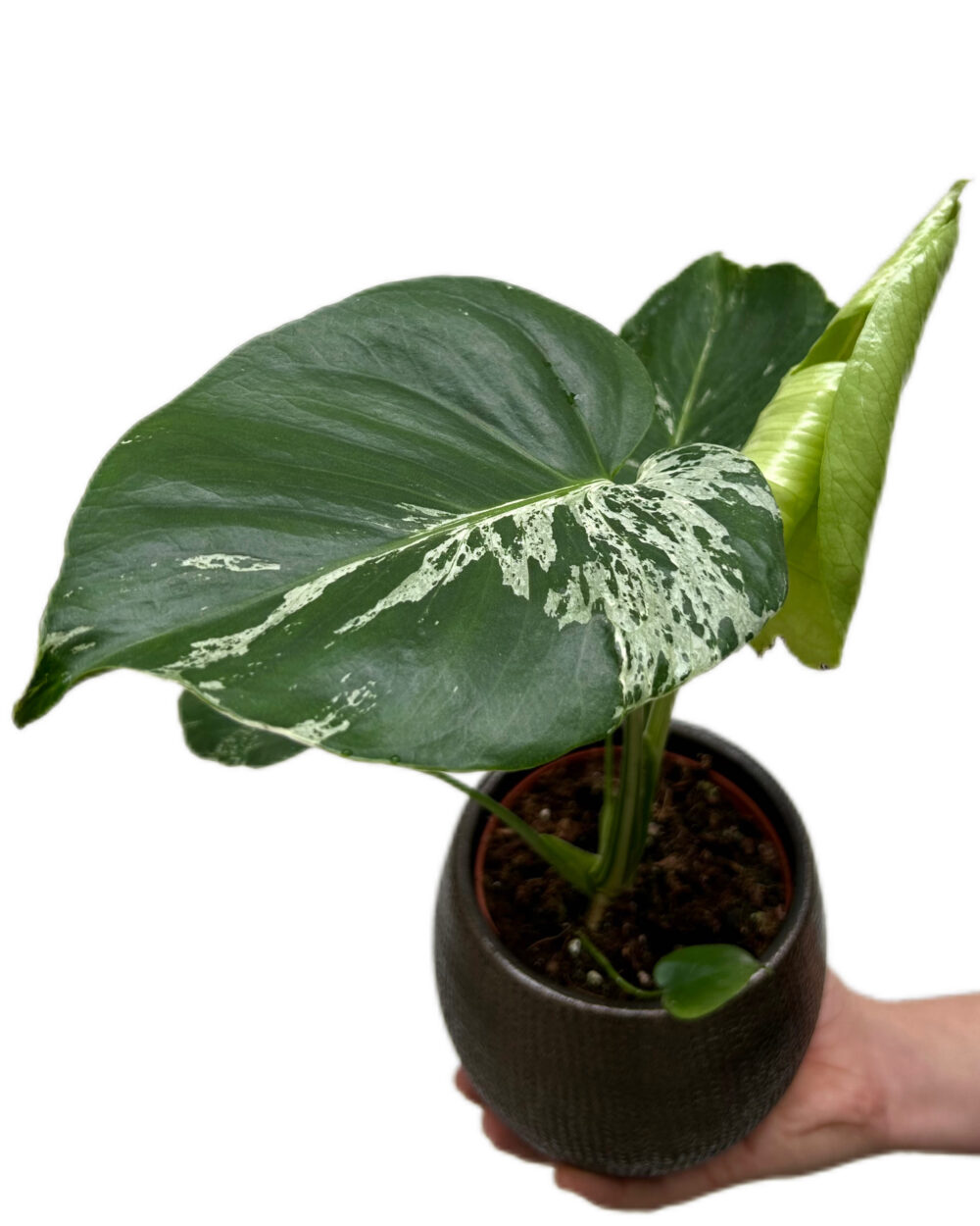 Monstera deliciosa ‘Bulbasaur’ (M)