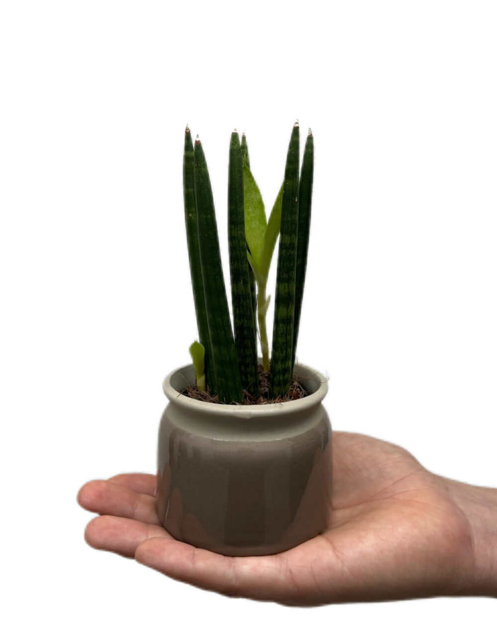 Sansevieria cylindrica ‘Straight’ (XS)